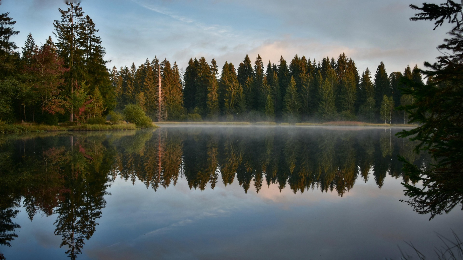 Trail through dense forest with dappled sunlight